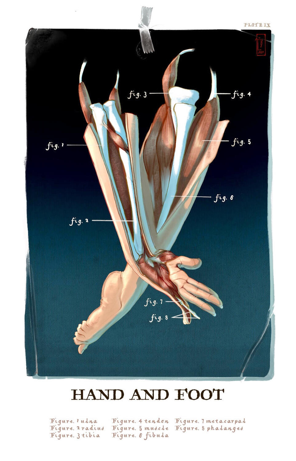 Anatomy II, 7”x11”, Digital Illustration, 2023